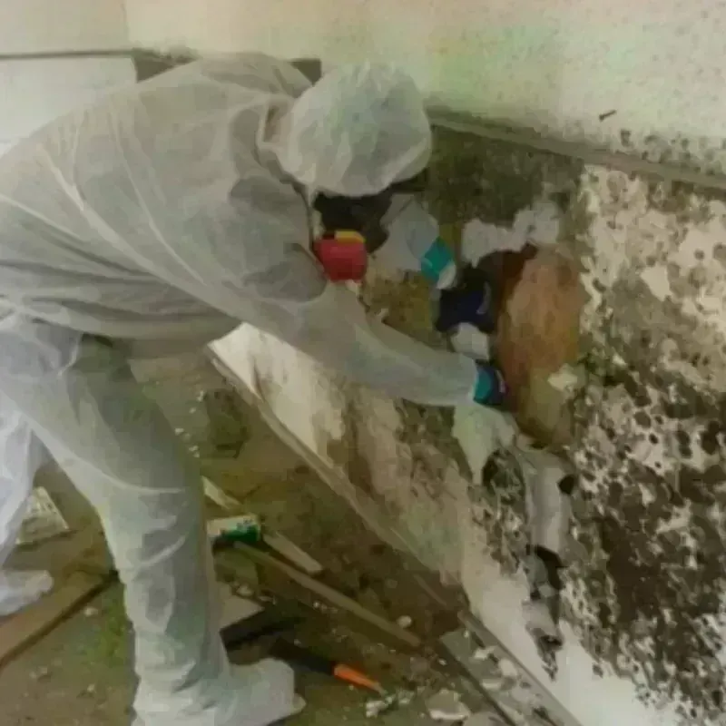 Mold Remediation and Removal in Benton Heights, MI